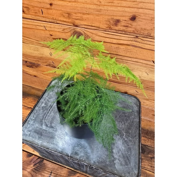 Asparagus Plumosa Fern, 4" Plant