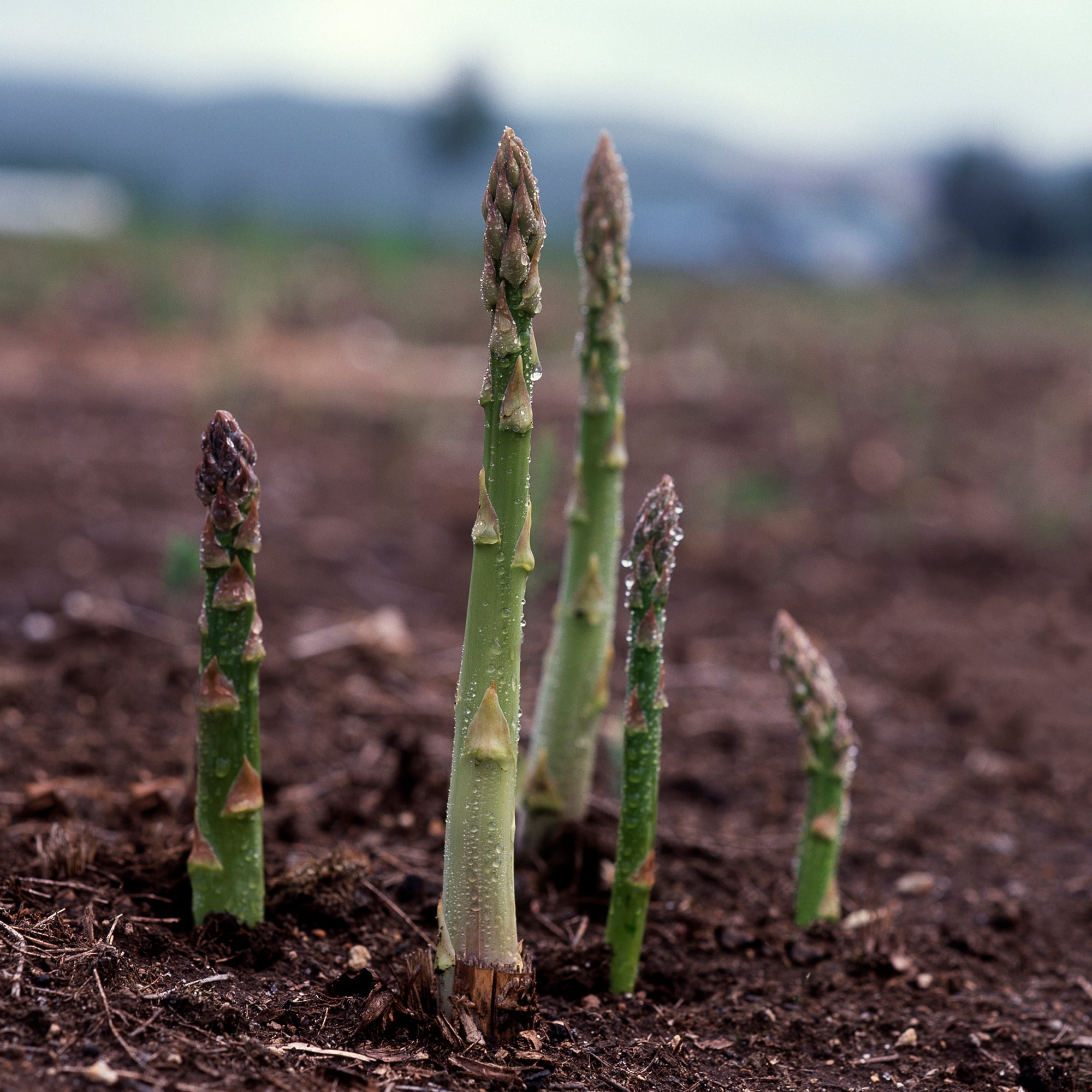 Asparagus Seeds - UC 157 F1 - 4 Oz ~3,800 Seeds - Asparagus officinalis - Farm & Garden Vegetable Seeds - Non-GMO, Hybrid, Perennial