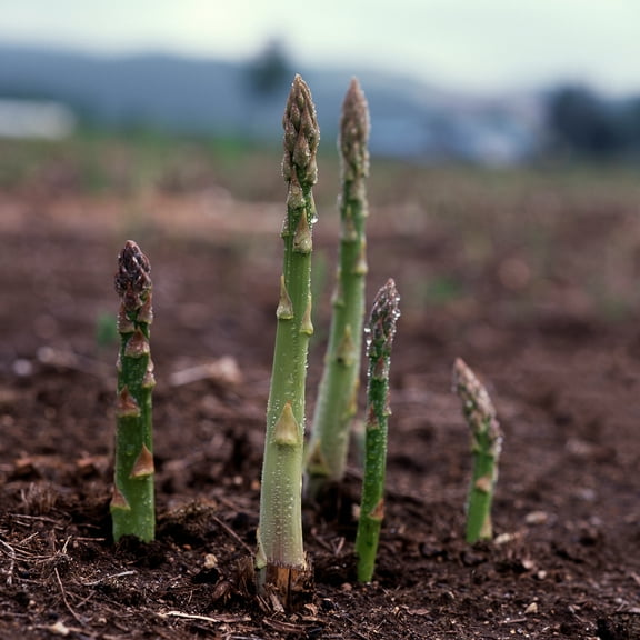 Asparagus Seeds - UC 157 F1 - 500 Mg Packet ~15 Seeds - Asparagus officinalis - Farm & Garden Vegetable Seeds - Non-GMO, Hybrid, Perennial