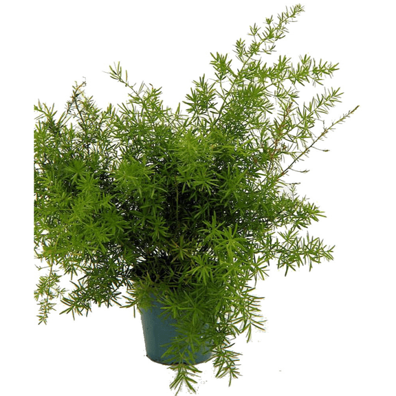 Asparagus Sprengerii Fern - Asparagus - 4" Pot - Great Houseplant