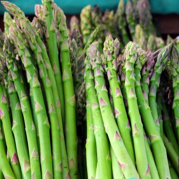 Asparagus Plants, 2 Live Perennial Vegetable Plants in 4 in Pots, Non-GMO