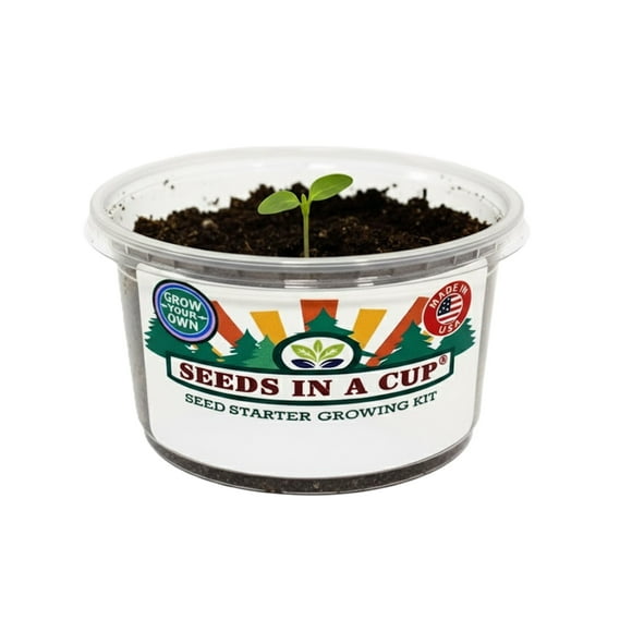 Asparagus Vegetable Plant Growing Kits