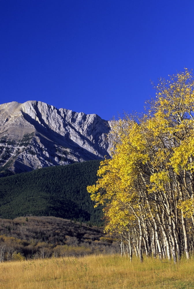 Aspen And Spruce Trees Livingstone Range Burmis Alberta Canvas Art - John Sylvester Design Pics (11 x 17)