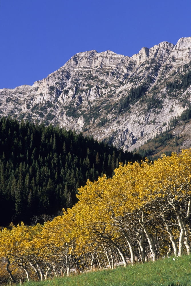 Aspen And Spruce Trees Livingstone Range Burmis Alberta Canvas Art - John Sylvester Design Pics (22 x 34)