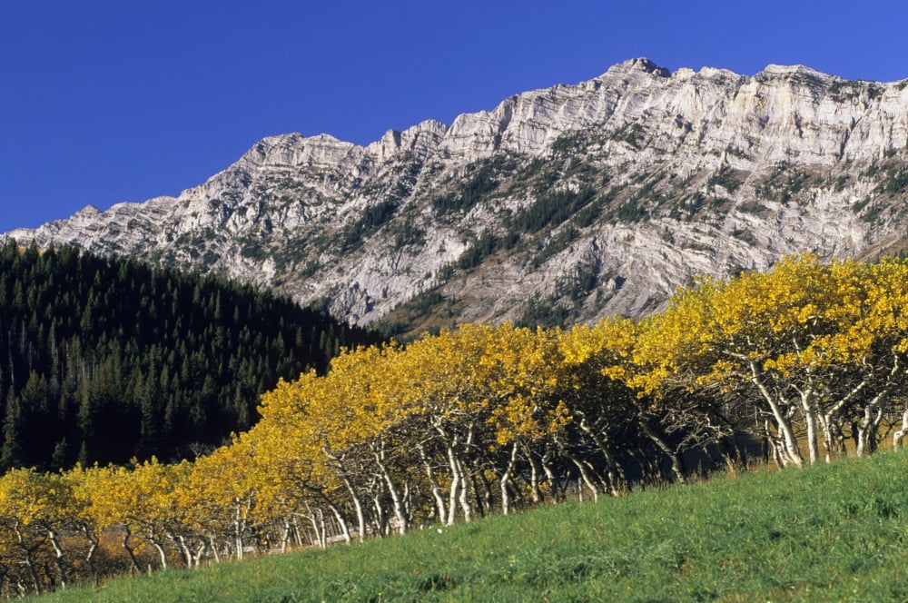 Aspen And Spruce Trees Livingstone Range Burmis Alberta Canvas Art - John Sylvester Design Pics (34 x 22)