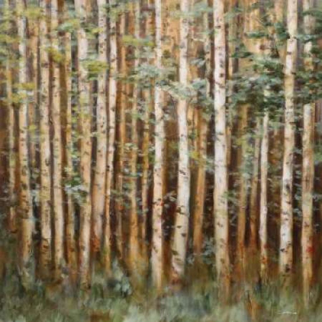 Aspen Beauty I Canvas Art - Scott Lee (24 x 24)