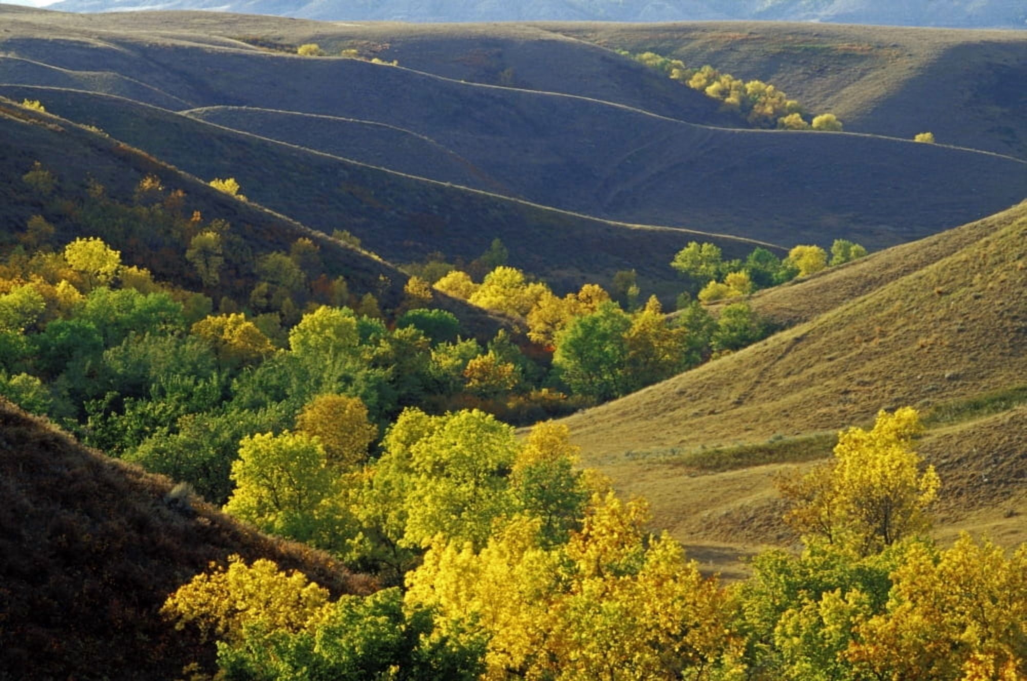 Aspen Bluffs In Autumn Colors Saskatchewan Canvas Art - Mike Grandmaison Design Pics (18 x 12)