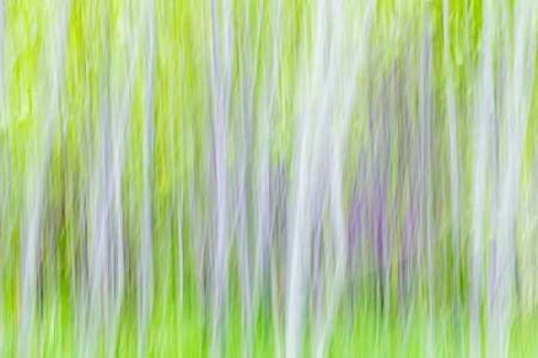 Aspen Blur I Canvas Art - Kathy Mahan (12 x 18)
