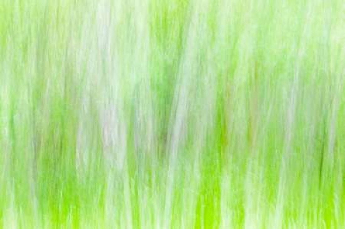 Aspen Blur II Canvas Art - Kathy Mahan (12 x 18)