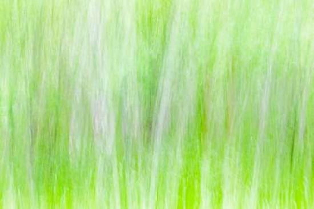 Aspen Blur II Canvas Art - Kathy Mahan (24 x 36)