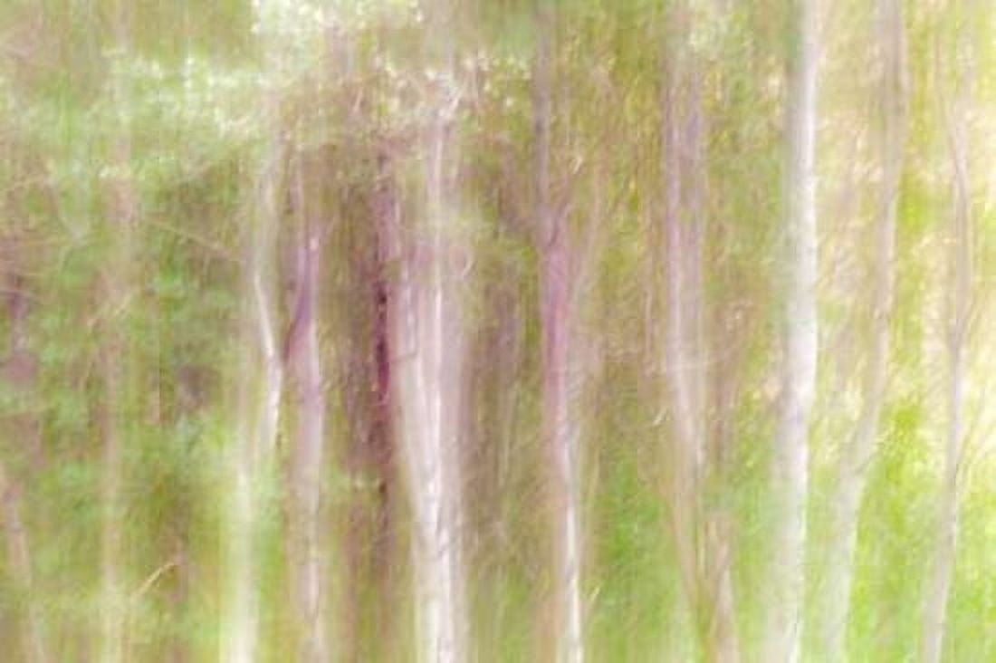 Aspen Blur III Canvas Art - Kathy Mahan (12 x 18)
