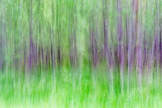 Aspen Blur IV Canvas Art - Kathy Mahan (24 x 36)