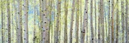 Aspen Canvas Art - Shelley Lake (8 x 24)