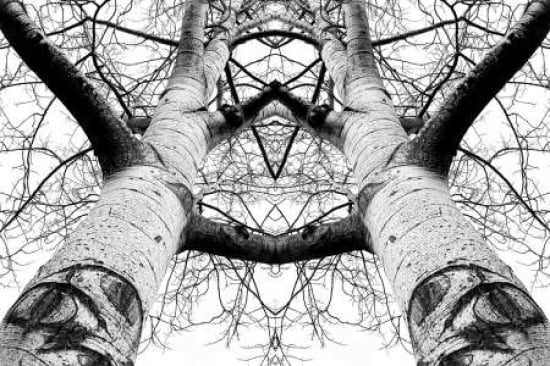 Aspen Cathedral Canvas Art - James K Papp (12 x 18)