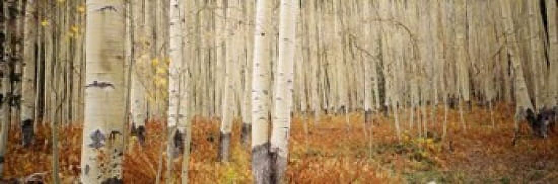 Aspen Colorado Canvas Art - Panoramic Images (37 x 12)
