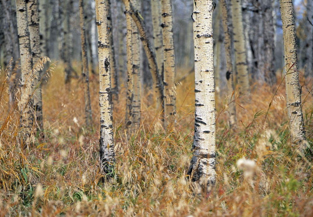 Aspen Forest Mountain View County Near Water Valley Alberta Canvas Art - Darwin Wiggett Design Pics (16 x 11)
