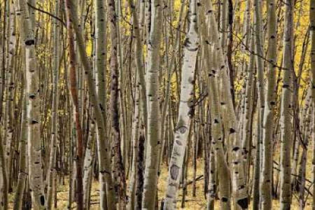 Aspen Grove I Canvas Art - Larry Malvin (24 x 36)