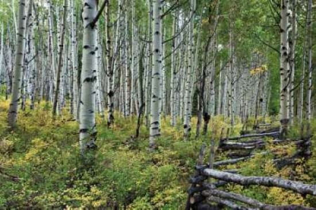 Aspen Grove II Canvas Art - Larry Malvin (12 x 18)