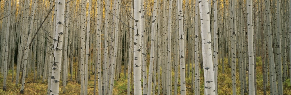 Aspen Grove In Fall Kebler Pass Colorado Canvas Art - Ron Watts  Design Pics (25 x 8)
