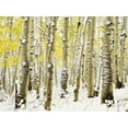 thumbnail image 1 of Aspen Grove in Winter, Botanical Scenic Seasons Unframed Photographic Print Wall Art by Darrell Gulin Sold by Art.Com, 1 of 4
