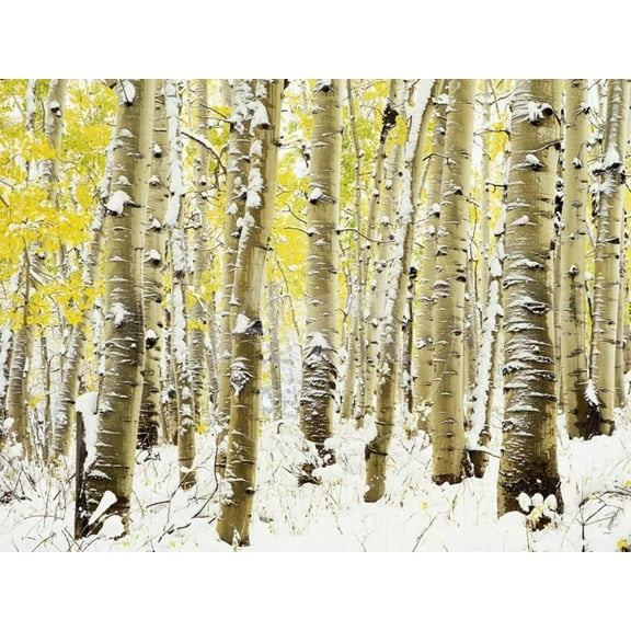 Aspen Grove in Winter, Botanical Scenic Seasons Unframed Photographic Print Wall Art by Darrell Gulin Sold by Art.Com