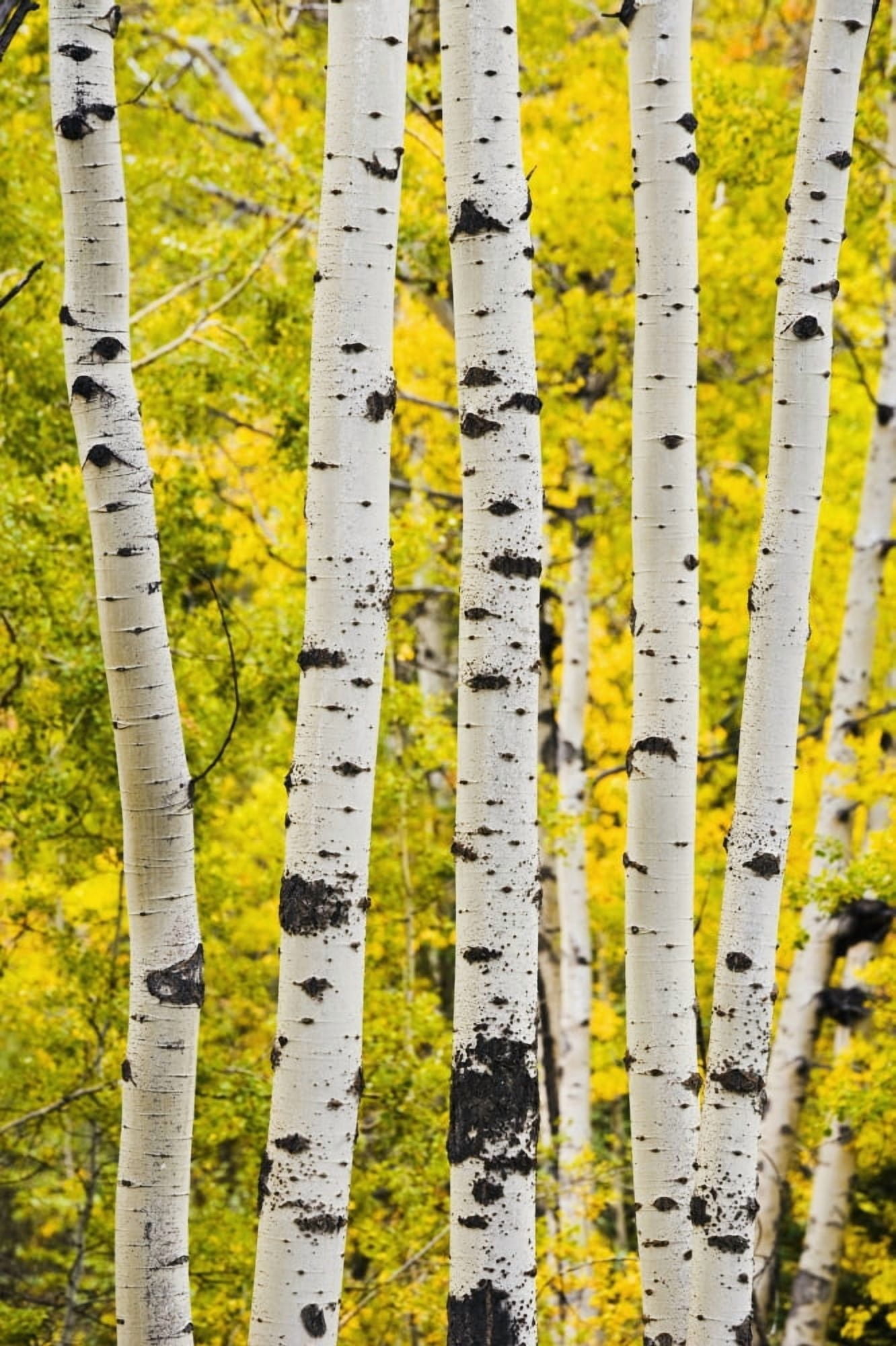 Aspen In Autumn Jasper National Park Alberta Canvas Art - Yves Marcoux Design Pics (22 x 34)