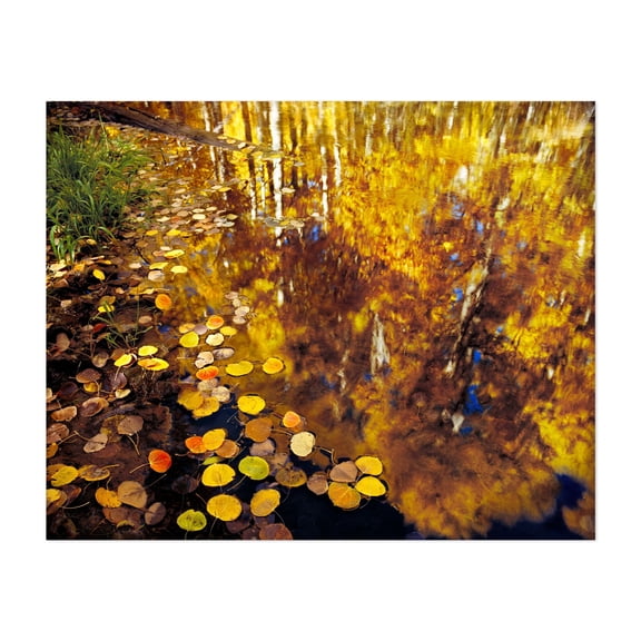Aspen Leaves, Reflection - Photography Autumn Nature Lake Scenic Water Woodland Landscape Unframed Wall Art Print 6 x 8 inches