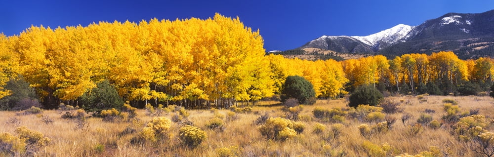 Aspen Tree with Sangre de Cristo Mountains in the background Colorado USA Canvas Art - Panoramic Images (36 x 12)