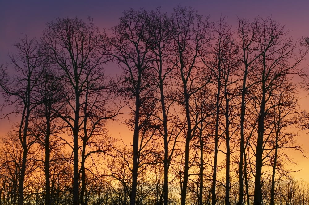 Aspen Trees Against Sunrise Water Valley Alberta Canada Canvas Art - Darwin Wiggett Design Pics (17 x 11)