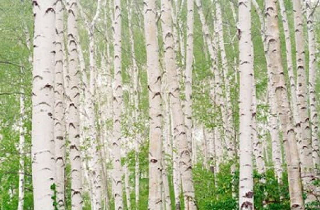 Aspen Trees Canvas Art - Panoramic Images (19 x 12)