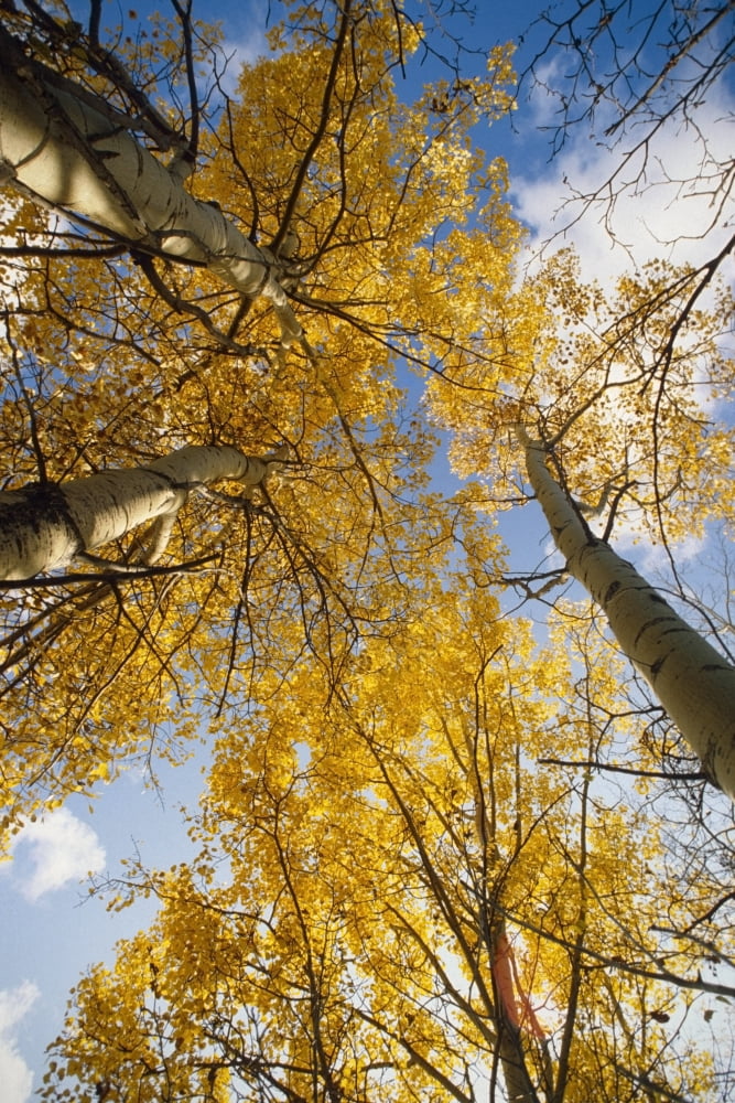 Aspen Trees Fall Colors Canvas Art - Chris Arend Design Pics (11 x 17)