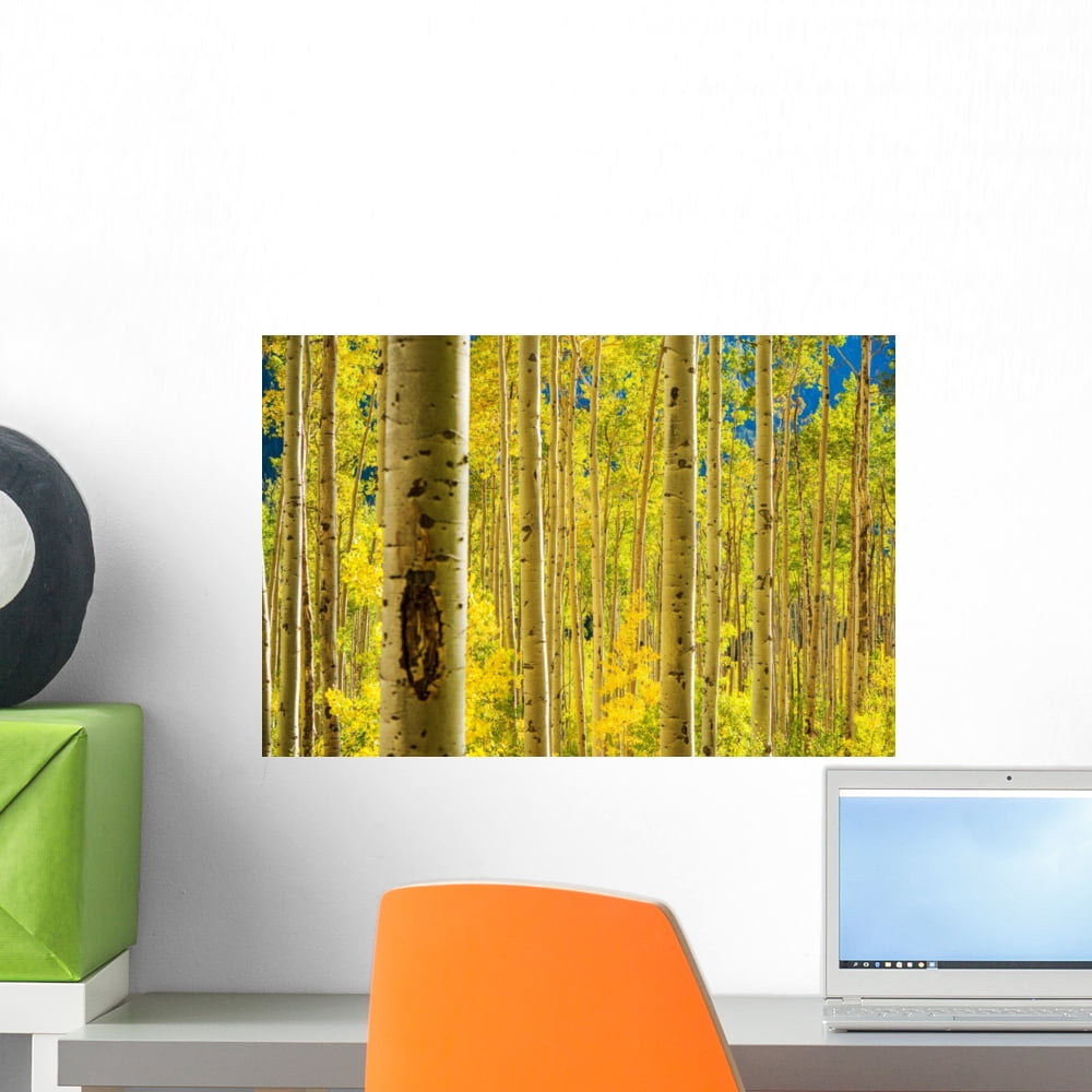 Aspen Trees Forest Wall Mural by Wallmonkeys Peel and Stick Graphic (18 ...