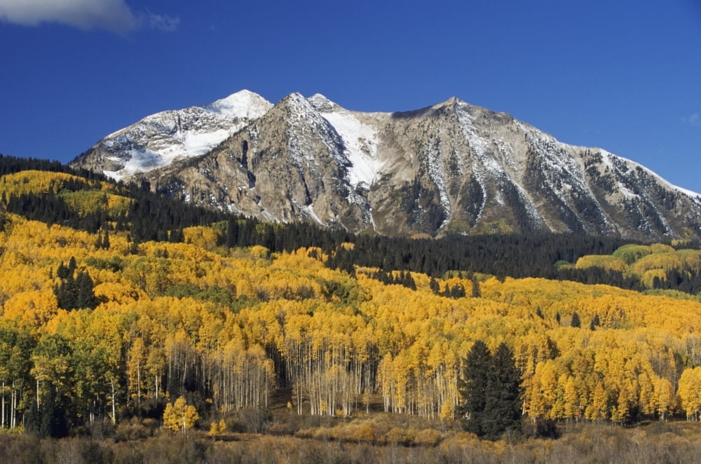 Aspen Trees In Autumn Rocky Mountains Colorado Usa Canvas Art - David Ponton Design Pics (38 x 24)