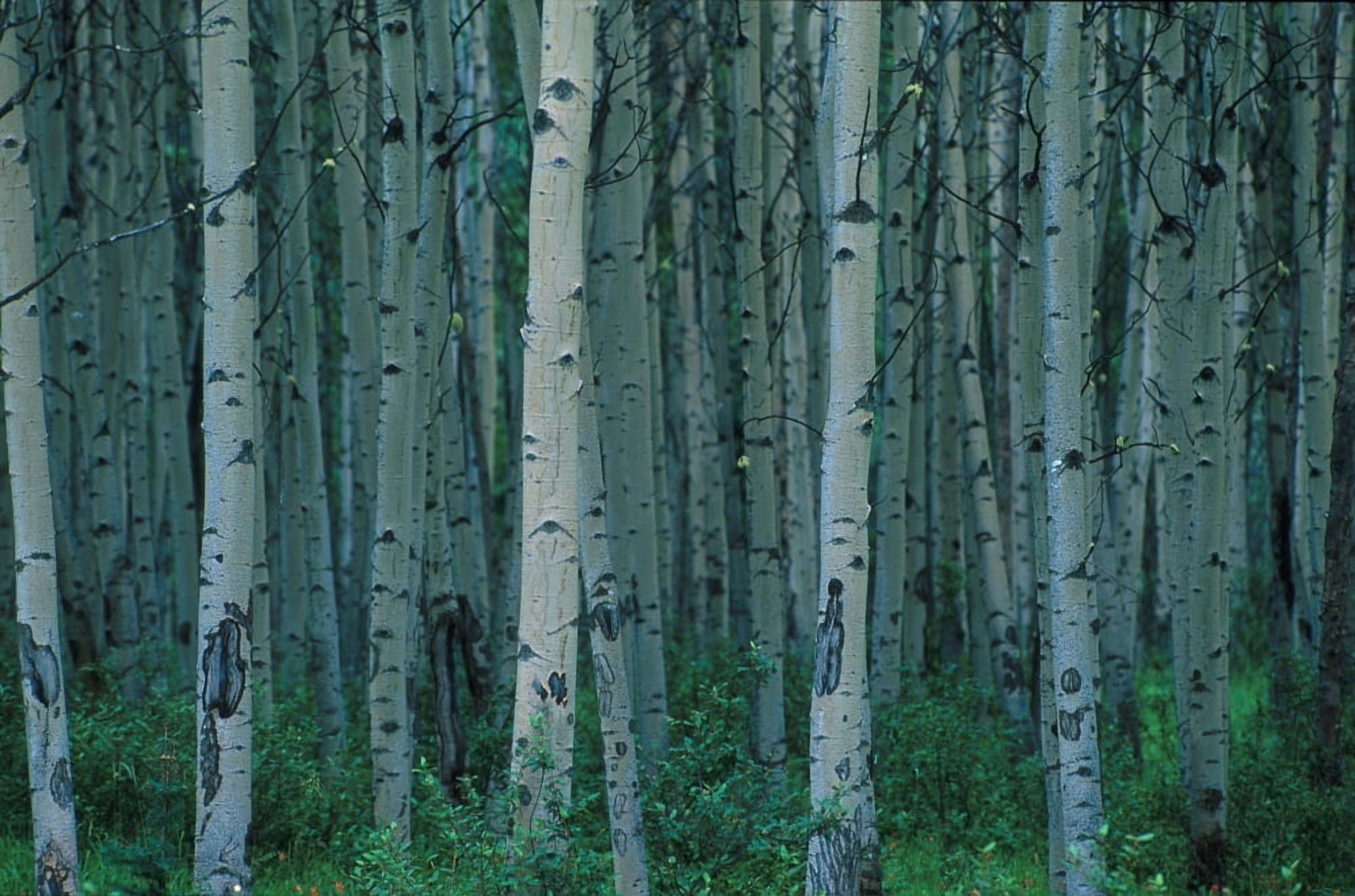 Aspen Trees In Jasper Forest Canvas Art - Corey Hochachka Design Pics (17 x 11)