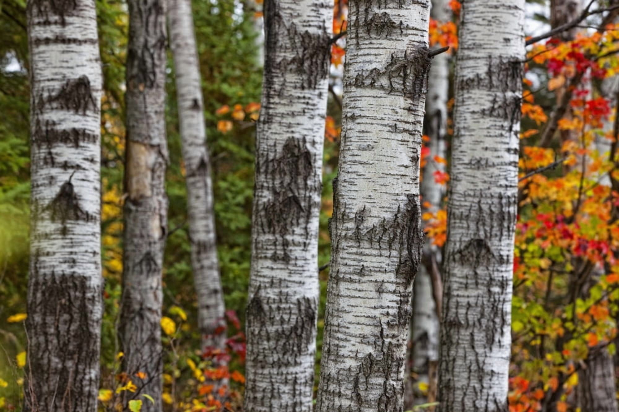 Aspen Trees Surrounded By Colourful Autumn Leaves In Algonquin Provincial Park Ontario Canada Canvas Art - Robert Postma Design Pics (38 x 24)