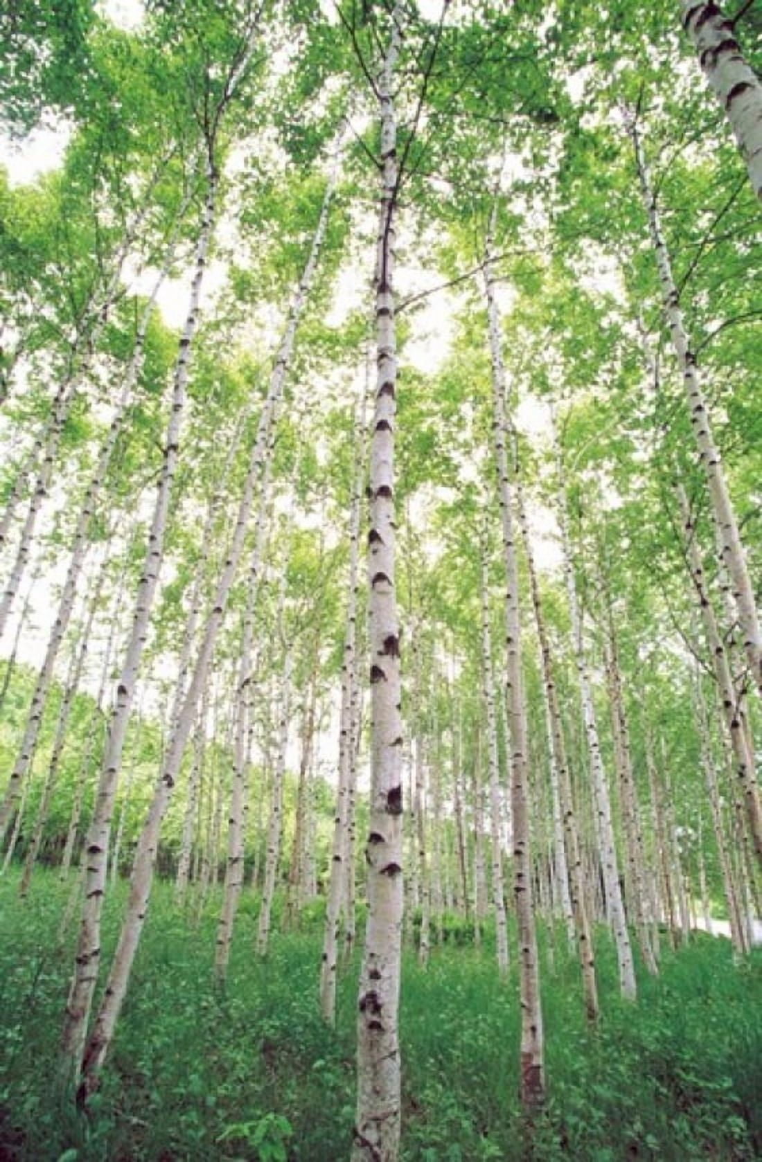 Aspen Trees View From Below Canvas Art - Panoramic Images (24 x 36)