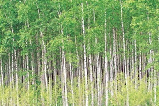 Aspen Trees View From Below Canvas Art - Panoramic Images (36 x 24)