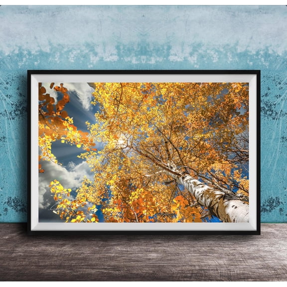 Aspen Trees Wall Art Print With Rocky Mountain Autumn Glow