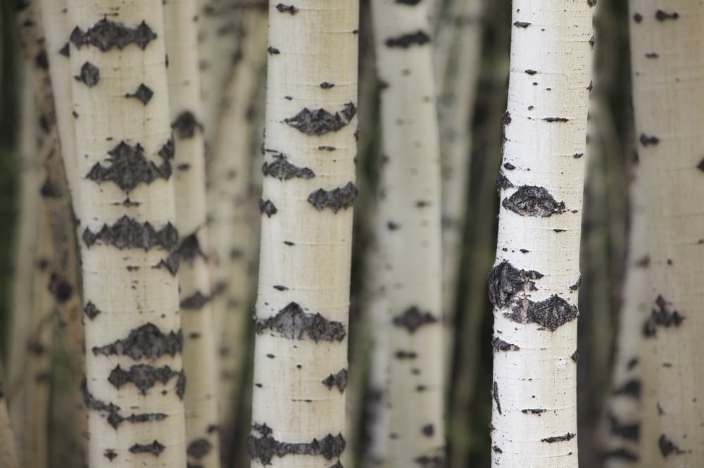 Aspen Trees Water Valley Alberta Canvas Art - Darwin Wiggett Design Pics (17 x 11)