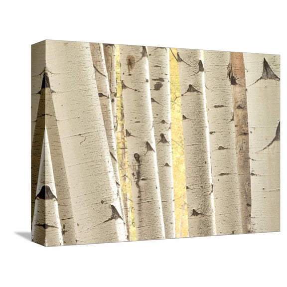 Aspen Trees, White River National Forest Colorado, USA, Botanical Scenic Seasons Stretched Canvas Wall Art by Charles Gurche Sold by ArtCom