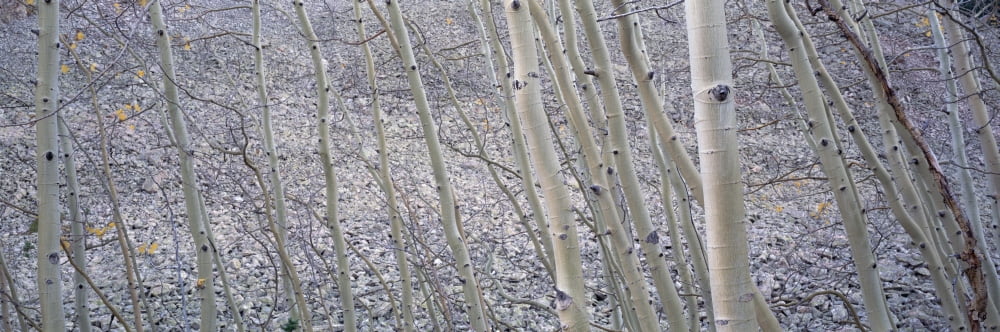 Aspen Trunks And Rockslide Kebler Pass Colorado Canvas Art - Ron Watts Design Pics (25 x 8)