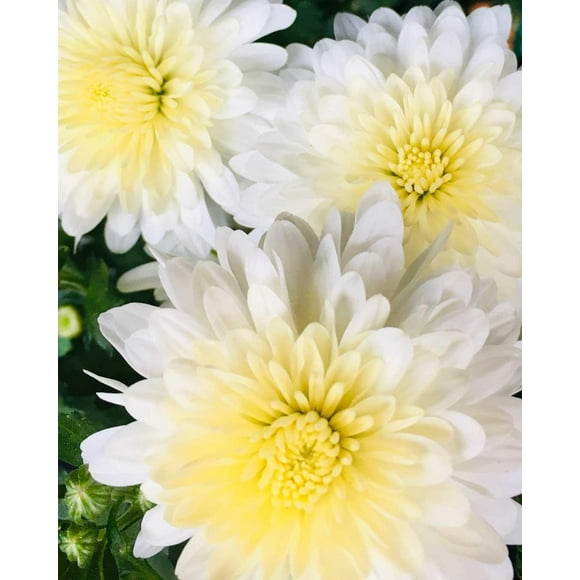 Aspen White Garden Mum-Perennial-Ideal for Borders 12" Pot
