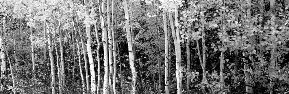 Aspen and Black Hawthorn trees in a forest Grand Teton National Park Wyoming USA Canvas Art - Panoramic Images (12 x 36)