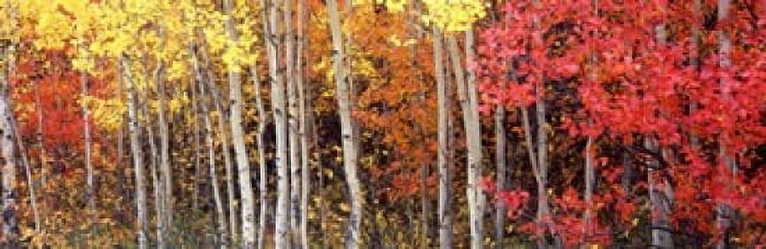 Aspen and Black Hawthorn trees in a forest Grand Teton National Park Wyoming USA Canvas Art - Panoramic Images (18 x 6)