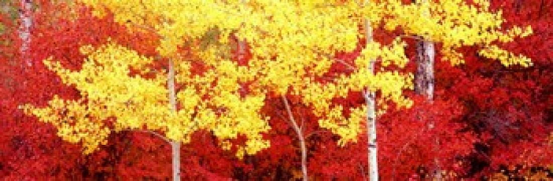 Aspen and Black Hawthorn trees in a forest Grand Teton National Park Wyoming USA Canvas Art - Panoramic Images (18 x 6)