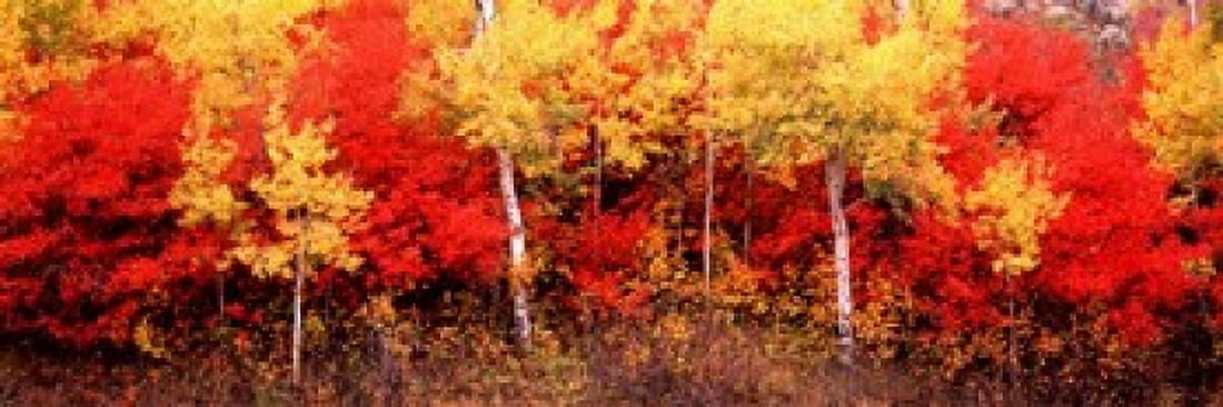 Aspen and Black Hawthorn trees in a forest Grand Teton National Park Wyoming USA Canvas Art - Panoramic Images (18 x 6)