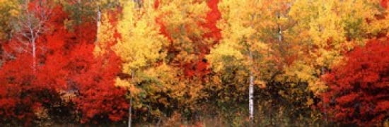 Aspen and Black Hawthorn trees in a forest Grand Teton National Park Wyoming USA Canvas Art - Panoramic Images (36 x 12)