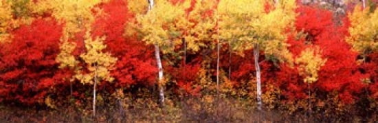 Aspen and Black Hawthorn trees in a forest Grand Teton National Park Wyoming USA Canvas Art - Panoramic Images (36 x 12)