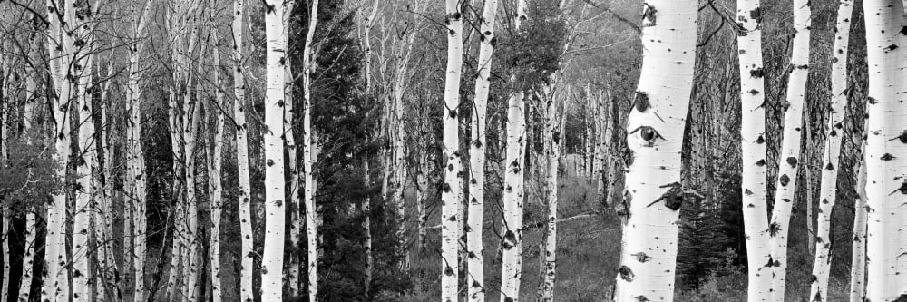 Aspen and Conifers trees in a forest Granite Canyon Grand Teton National Park Wyoming USA Canvas Art - Panoramic Images (12 x 36)