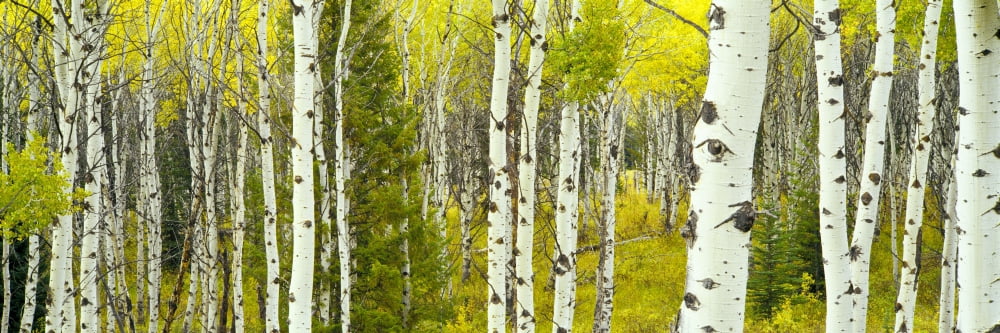 Aspen and Conifers trees in a forest Granite Canyon Grand Teton National Park Wyoming USA Canvas Art - Panoramic Images (27 x 9)